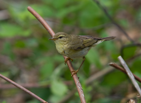 Willow warbler