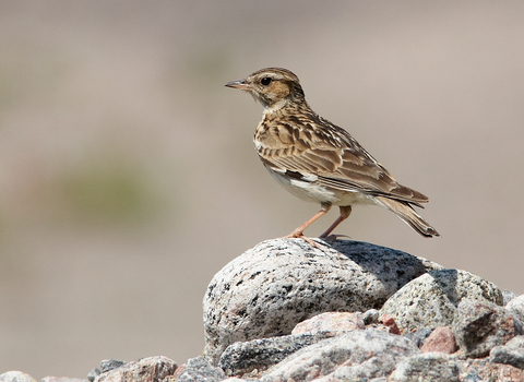 Woodlark