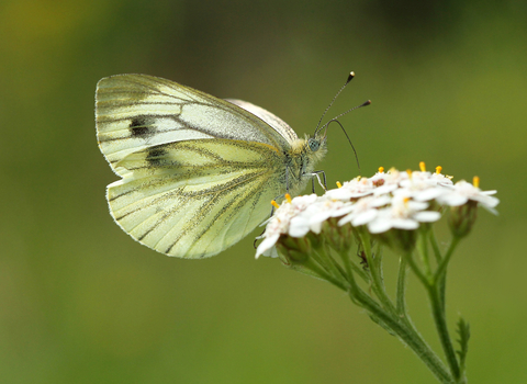 Green-veined White