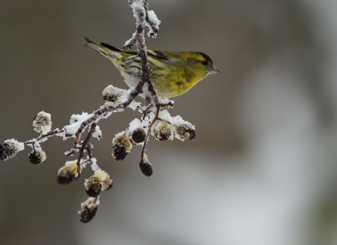 Male Siskin on Alder