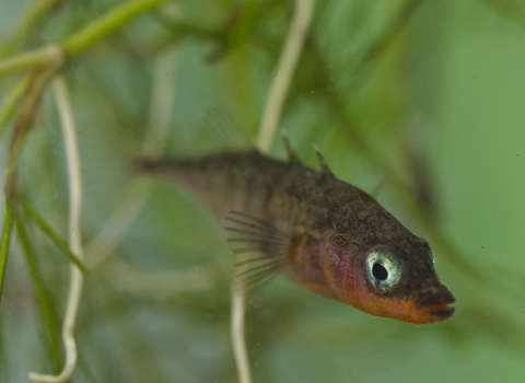 Three-spined Stickleback