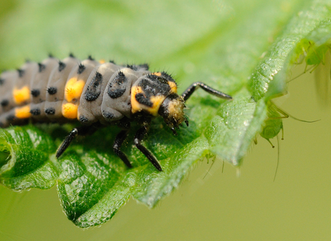 7-spot Ladybird larva