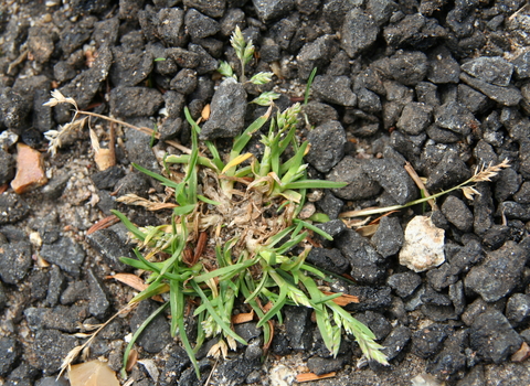 Annual Meadow-grass