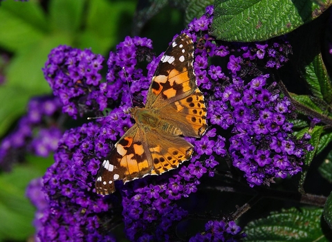 Painted Lady butterfly