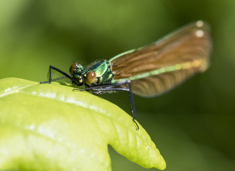 Beautiful Demoiselle female