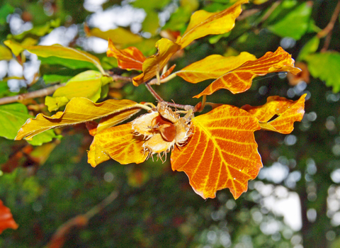 Common Beech