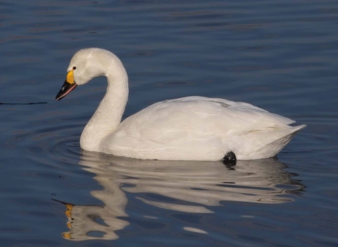 Bewick's Swan