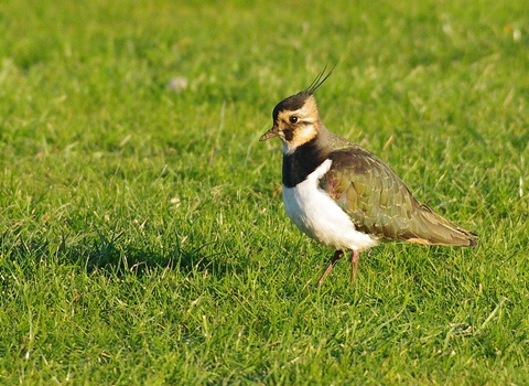 Lapwing