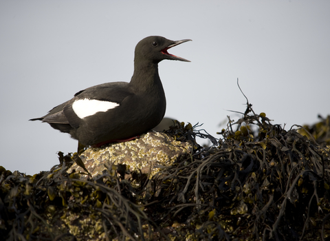 Black Guillemot