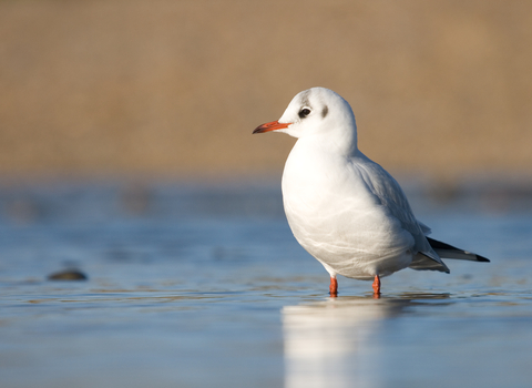 Black-headed Gull