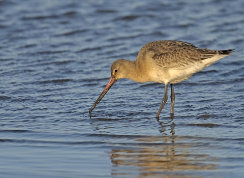 Black-tailed Godwit