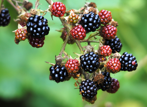 Bramble (blackberries)