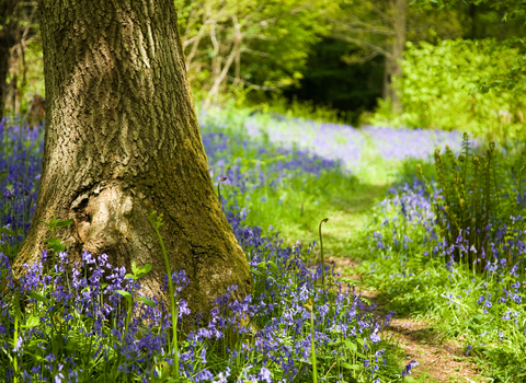 Bluebells