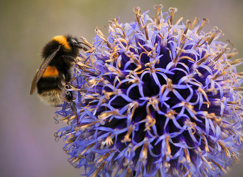 Buff-tailed Bumblebee