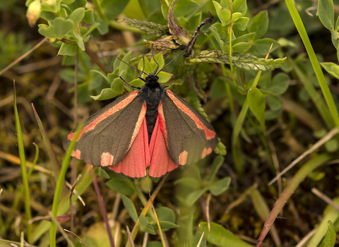 Cinnabar moth