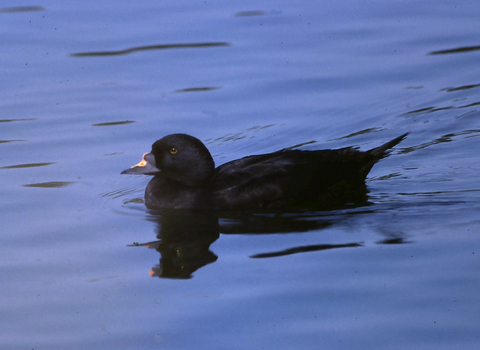 Common Scoter