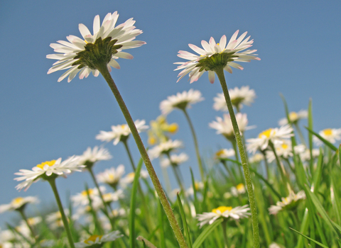 Common Daisy