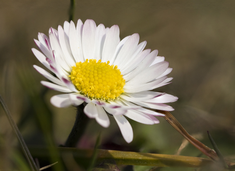 Common Daisy