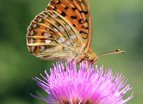 Dark Green Fritillary