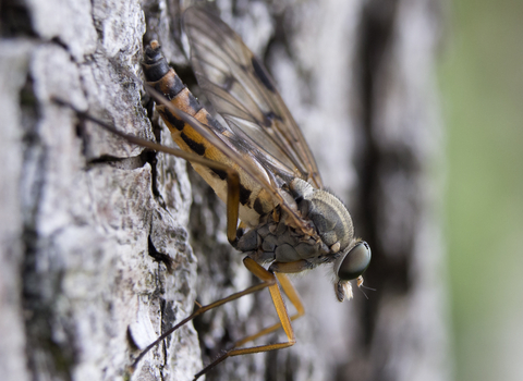 Downlooker Snipefly