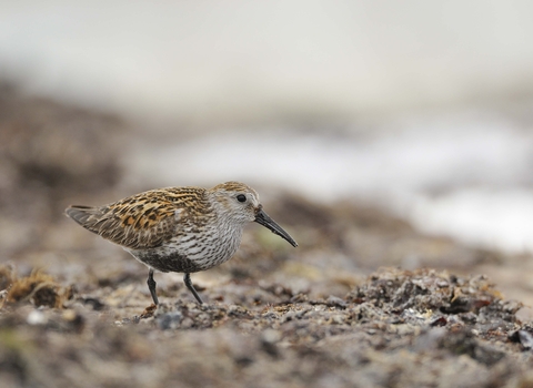 Dunlin