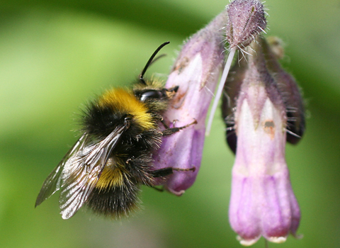 Early Bumblebee