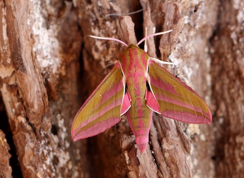 Elephant Hawk-moth