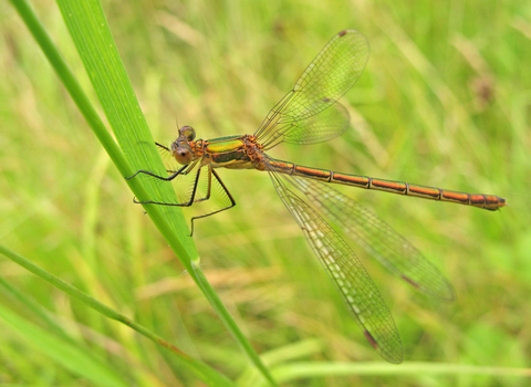 Emerald Damselfly