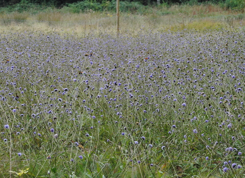 Devil's-bit Scabious