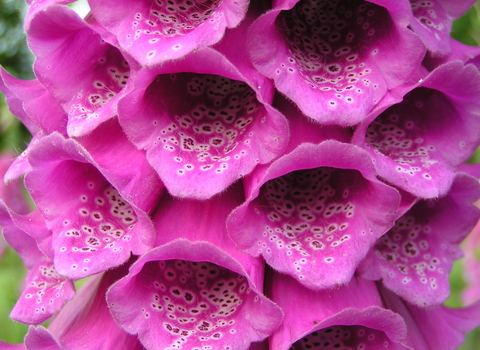 Foxglove