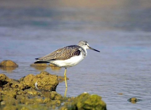 Greenshank