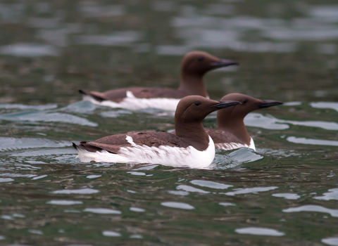 Guillemot