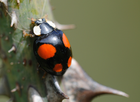 Harlequin Ladybird