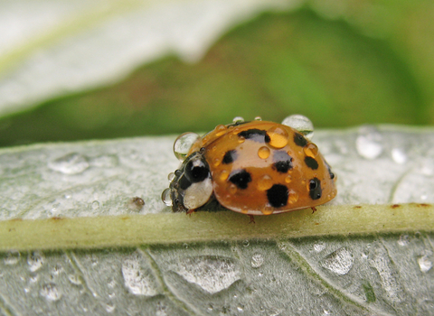 Harlequin Ladybird