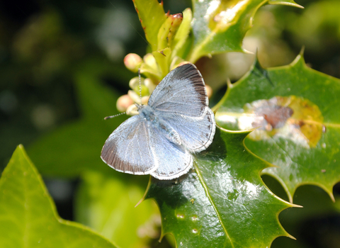 Holly Blue butterfly