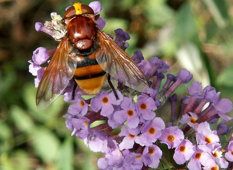 Hornet Mimic Hoverfly