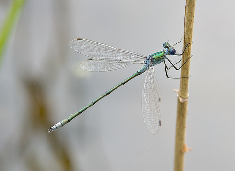 Emerald Damselfly