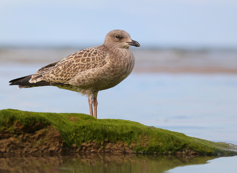 Herring Gull juvenile