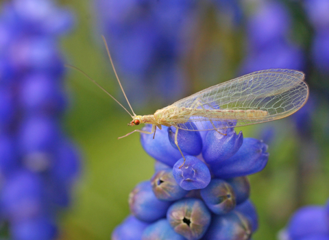 Common Green Lacewing