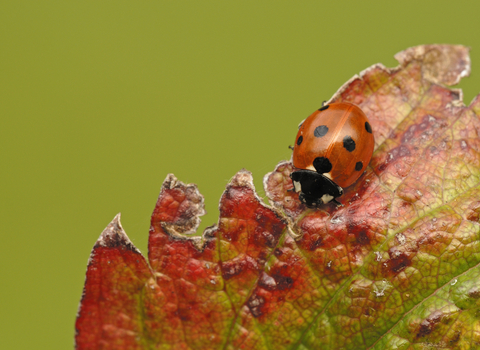 7-spot Ladybird