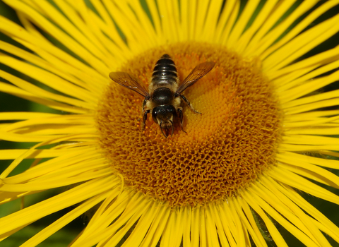 Patchwork Leaf-cutter Bee