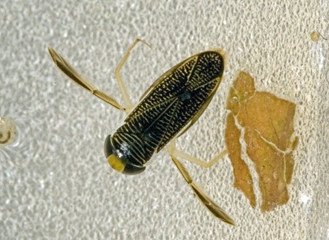 Lesser Water Boatman