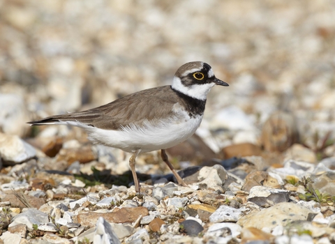 Little Ringed Plover