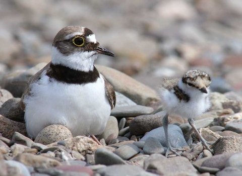 Little Ringed Plover with chick