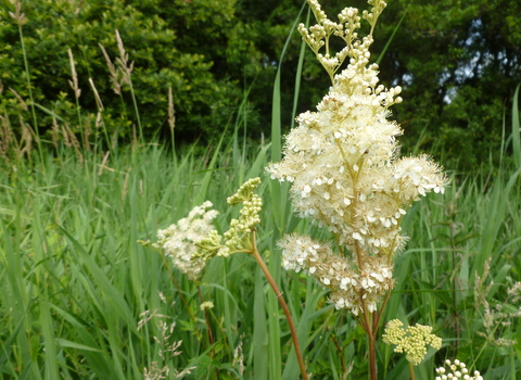 Meadowsweet