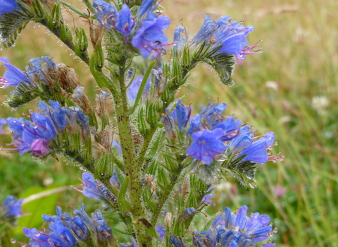 Viper's-bugloss