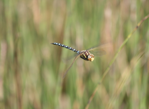 Common Hawker