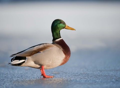 Mallard