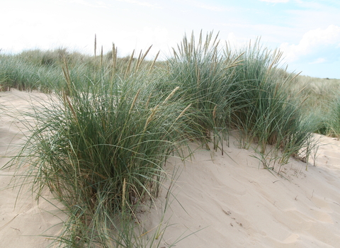 Marram Grass