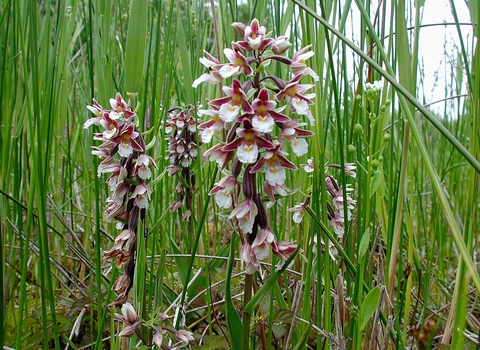 Marsh Helleborine